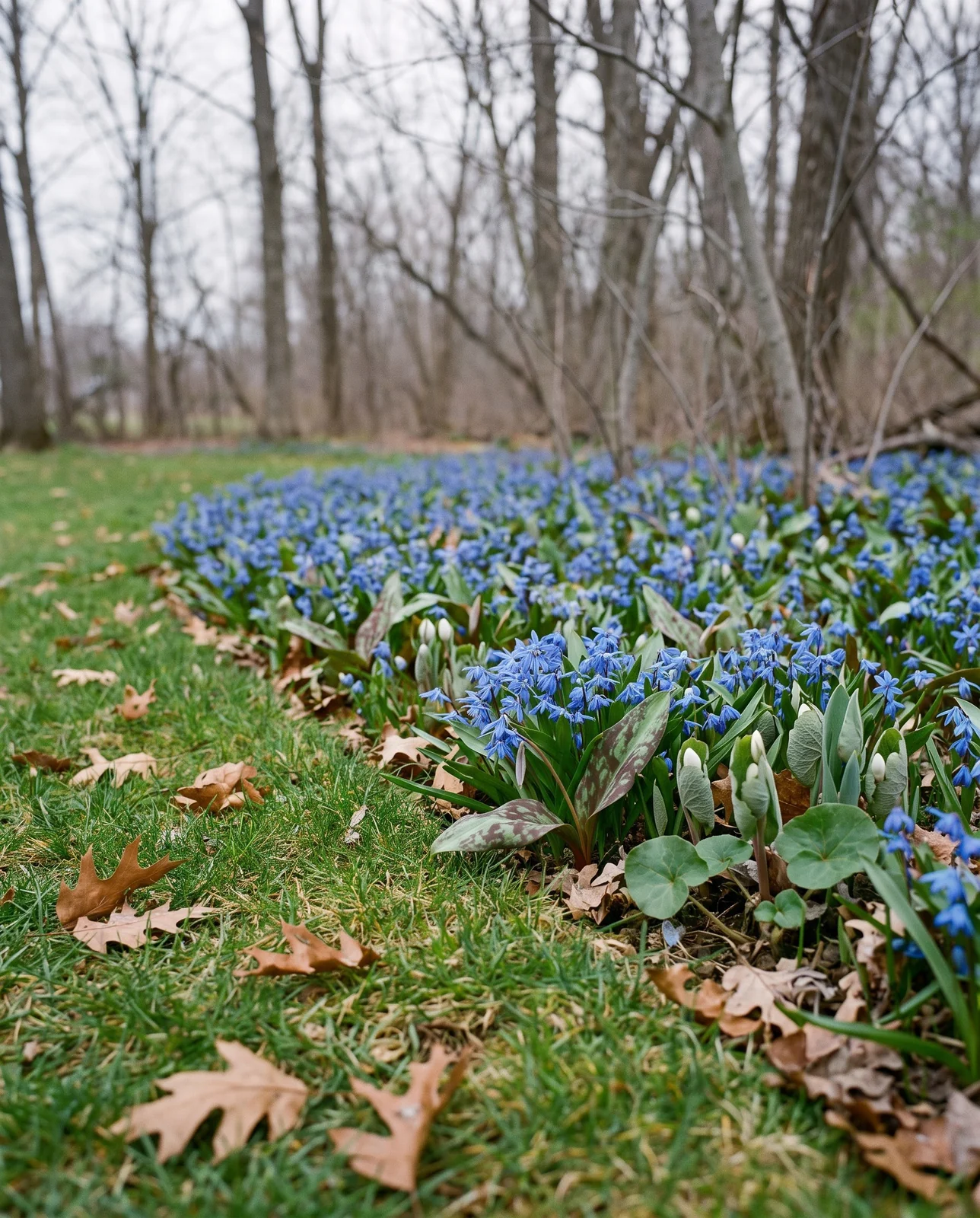 Squill closing over trout lily and bloodroot leaves in leaf litter just past an arboretum mowing line, with nothing marked or cleared