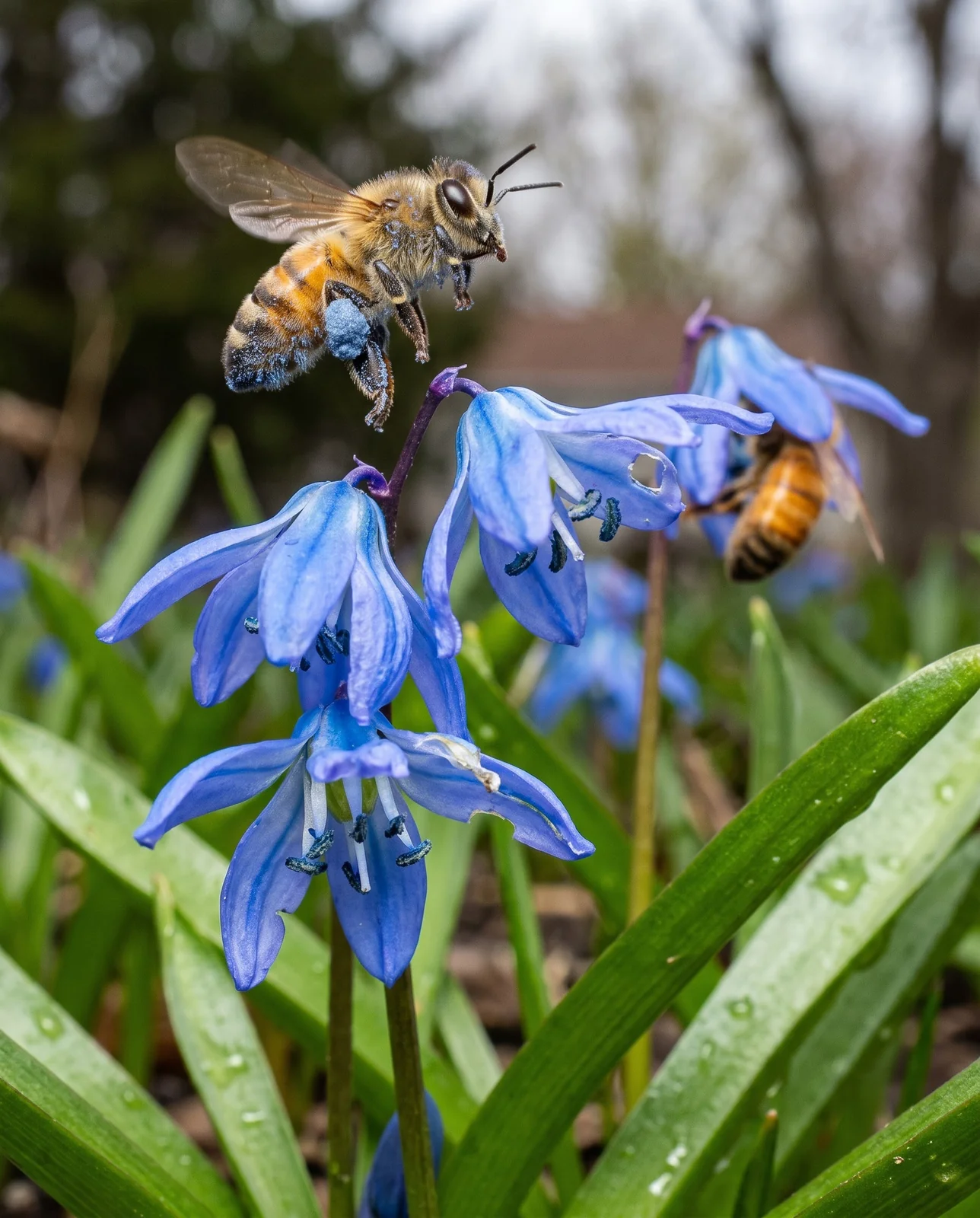 A honey bee leaving a squill flower carrying two packed loads of steel-blue pollen on its hind legs