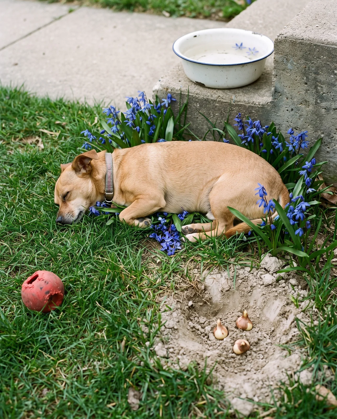 A small dog asleep on a lawn threaded with blue squill, with pale bulbs turned up at the edge of a scraped hollow nearby
