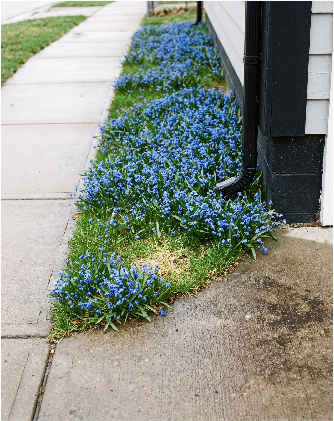 A grass strip between sidewalk and driveway solid with flowering squill in April, shot from a fixed position for a matched pair