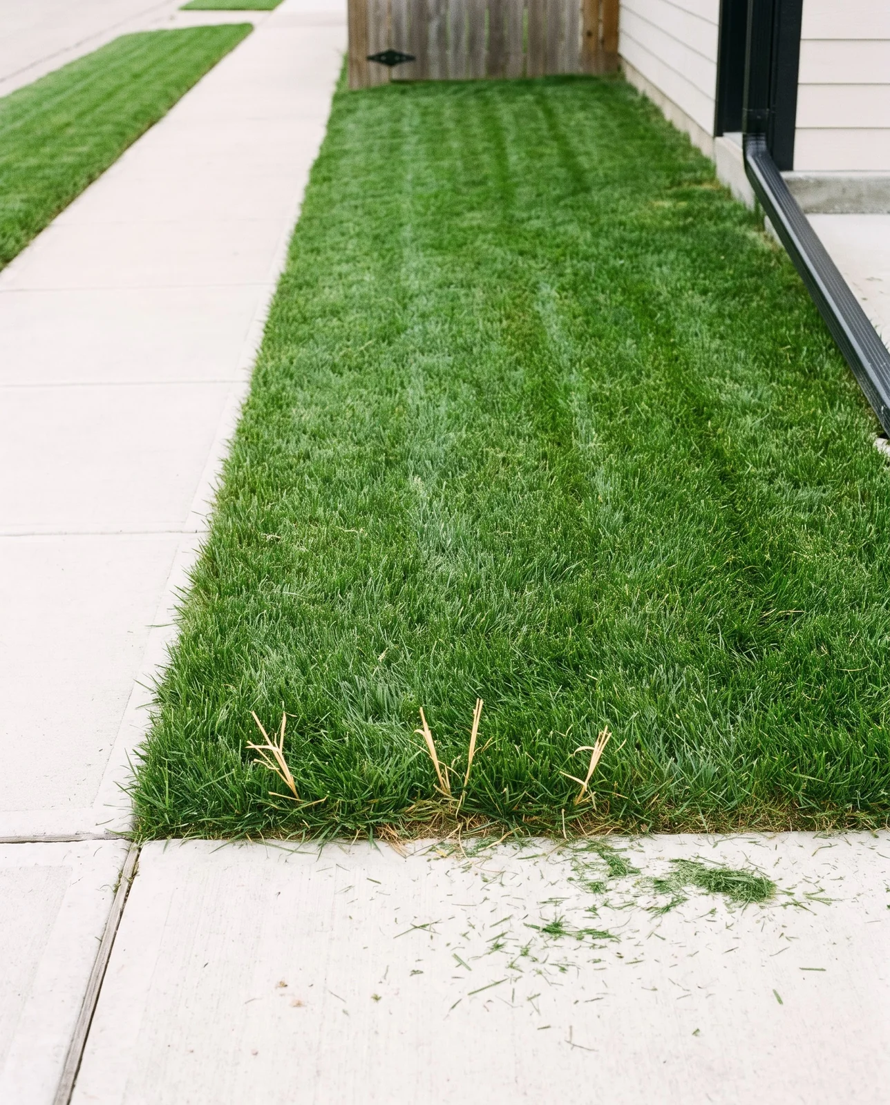 The same grass strip in June, plain mown green with no leaf or stem showing and only three dry stalk fragments in the thatch