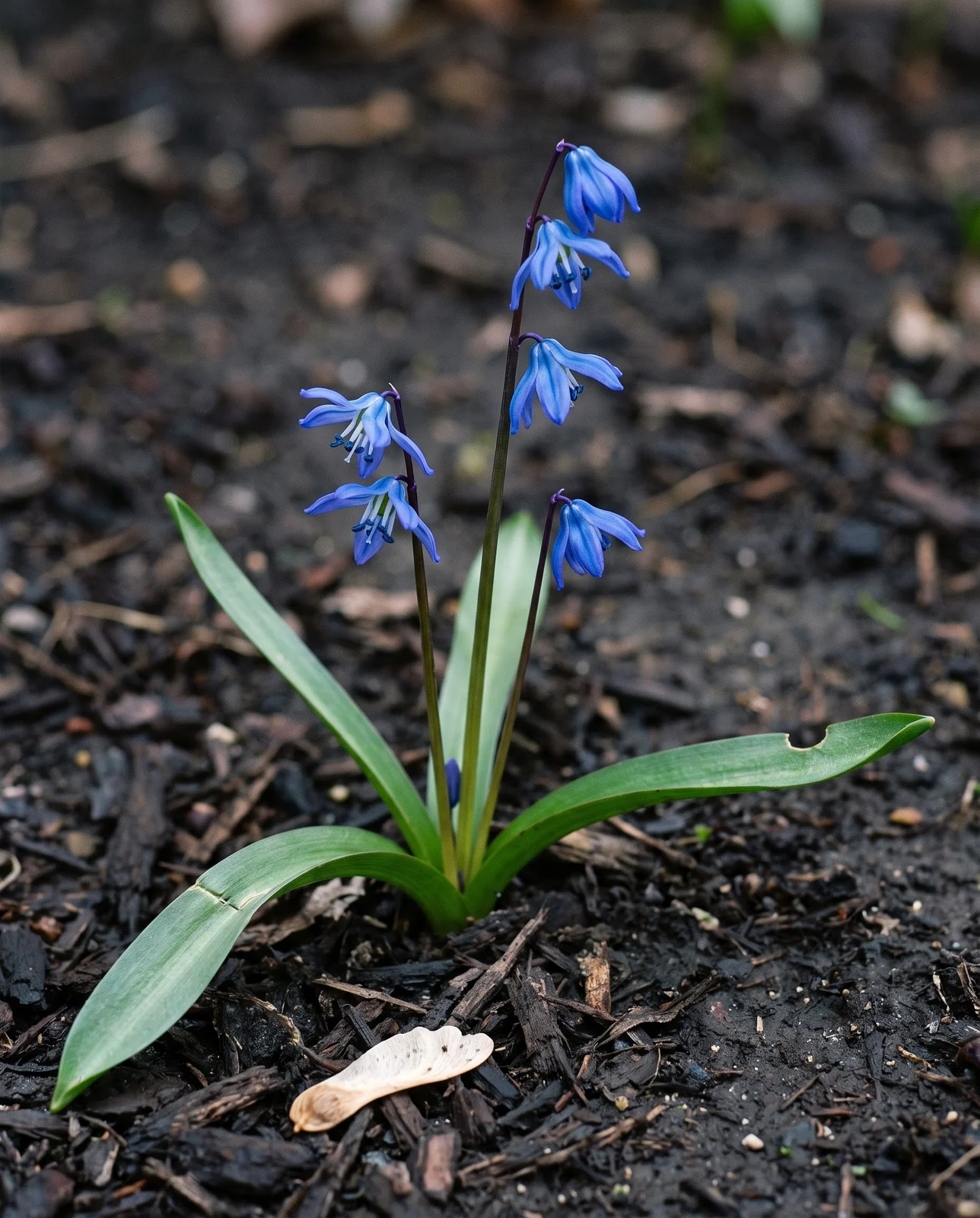 One whole Siberian squill plant side on against wet dark soil, three stems of nodding bells above strap-shaped basal leaves