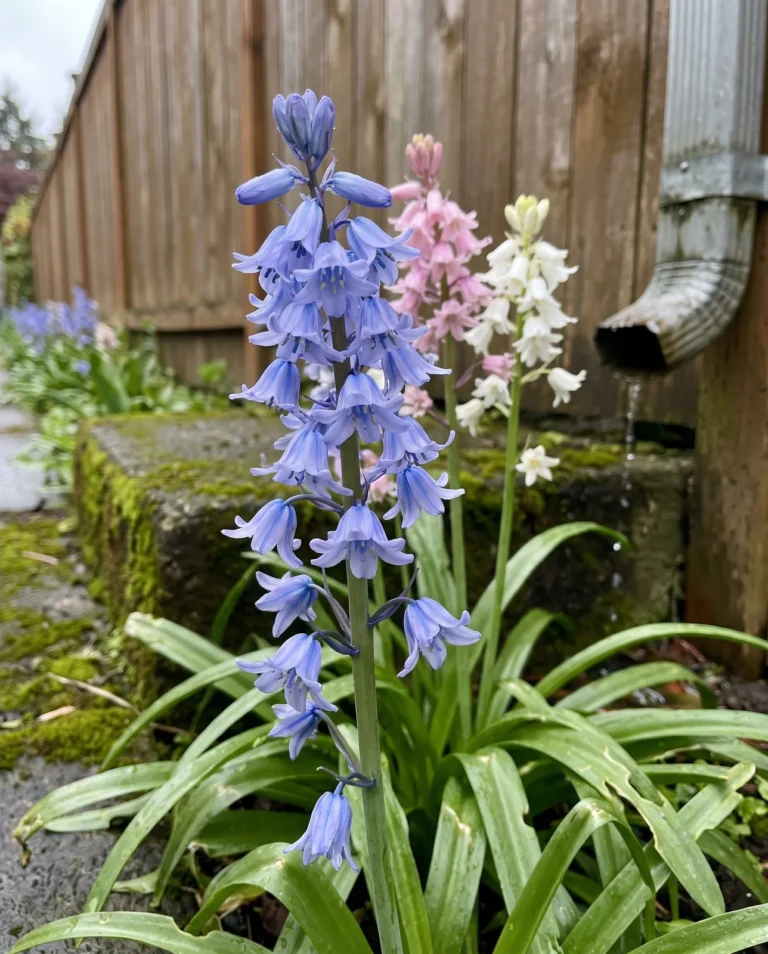 Spanish bluebell on a stout upright sixteen-inch stem with bells arranged all the way round it, in soft Pacific Northwest rain light