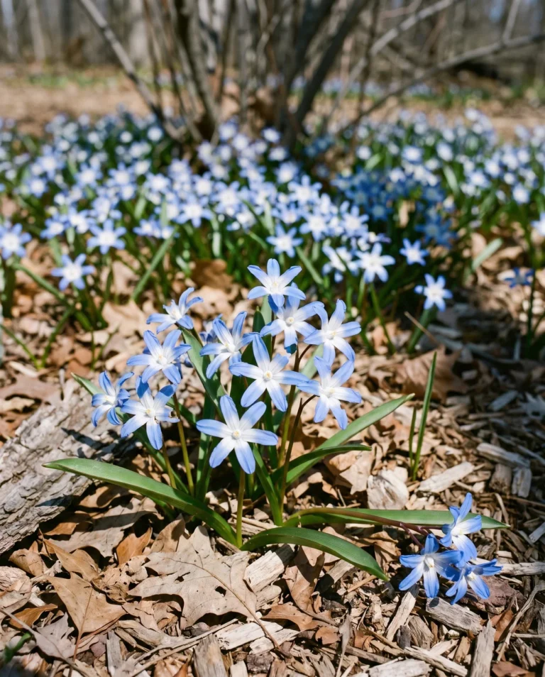 Glory-of-the-snow in a drift along a woodchip path, upward-facing blue stars with broad white eyes in broken bare-branch dapple