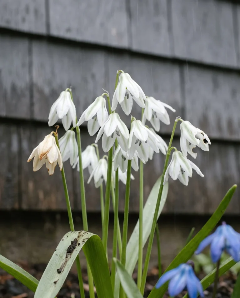 The white form of Siberian squill in flower against wet grey clapboard in fine drizzle, with one blue flower blurred at the edge