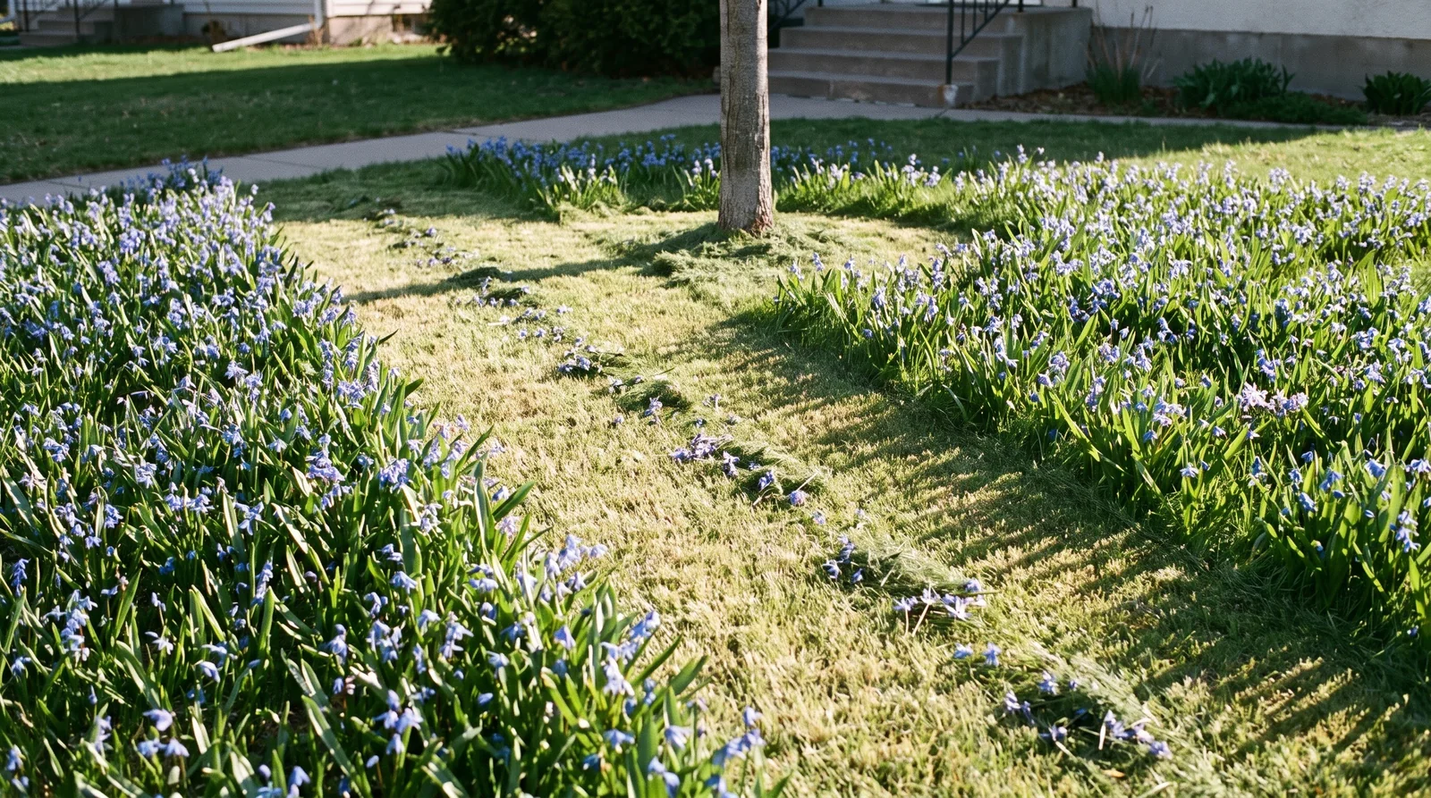 One mower width cut clean across a lawn full of flowering squill, severed blue flowers lying in the clippings on the cut stripe