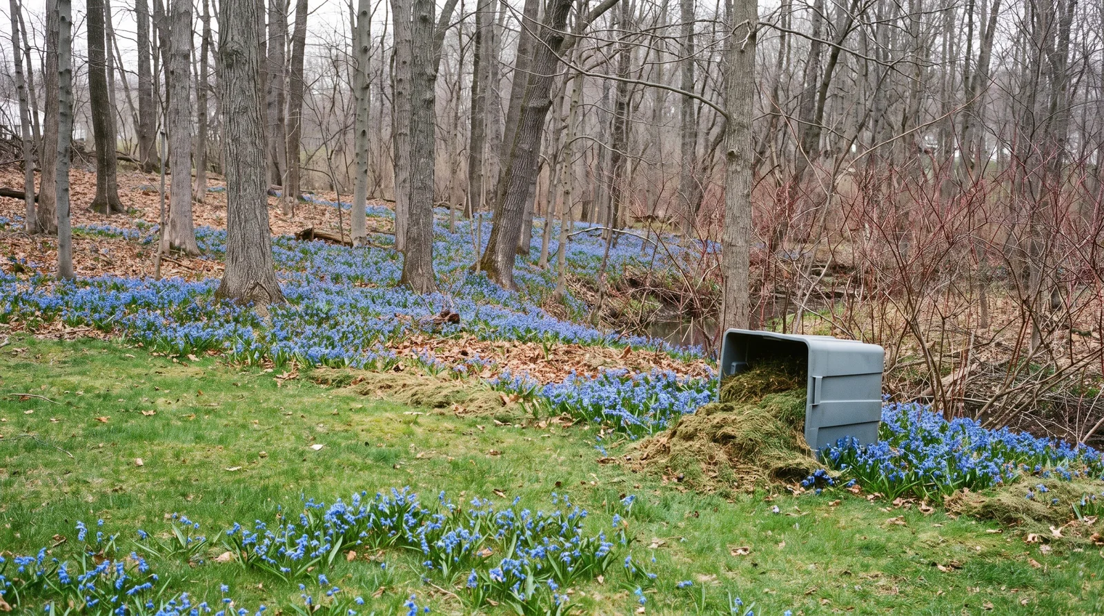 A mown lawn threaded with squill ending at a ragged mowing line, past which the blue thickens and runs on under bare woodland toward a creek