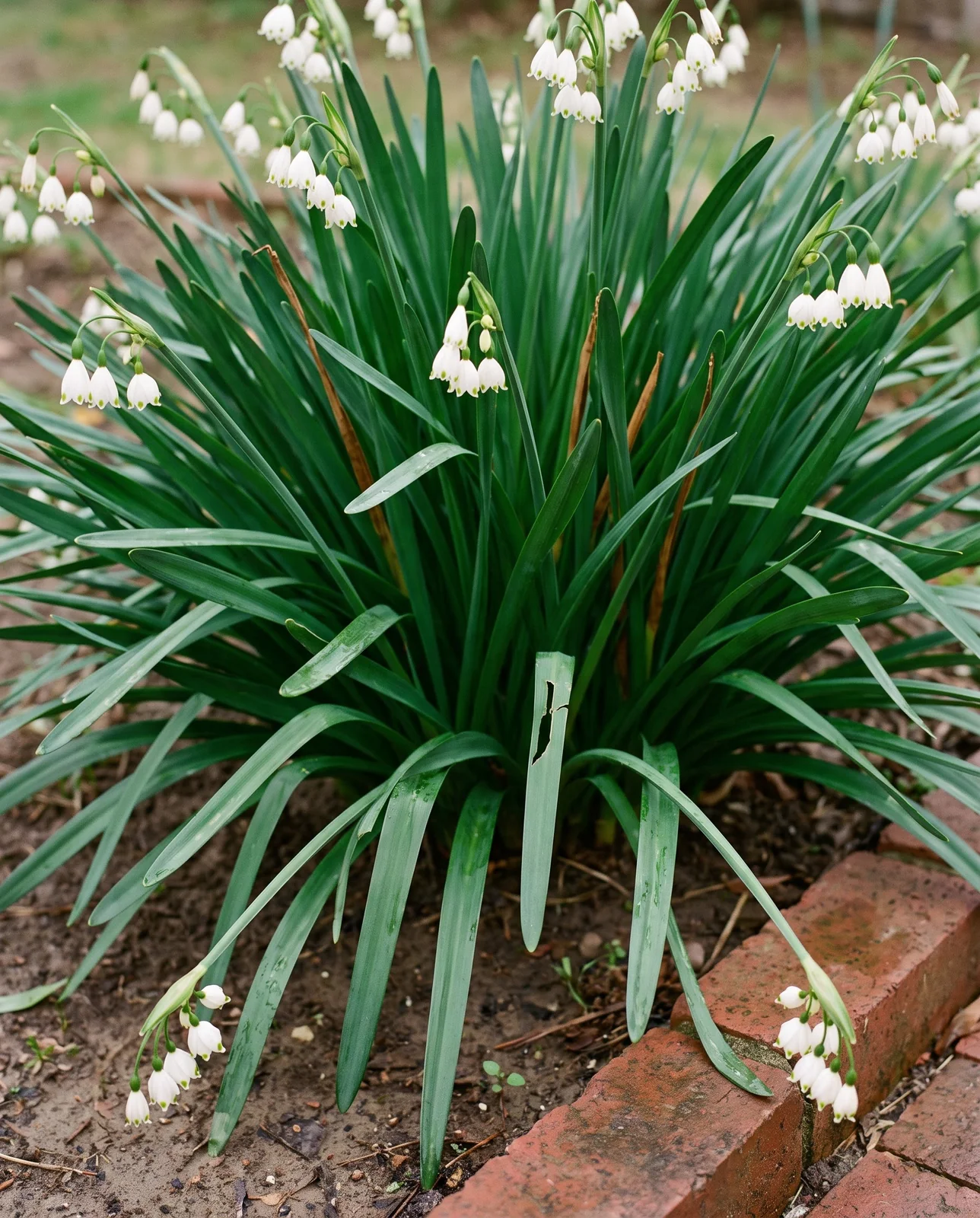 A whole settled clump of snowflake seen at plant height, many stems of nodding bells over arching strap leaves