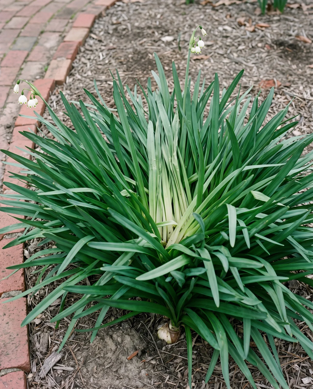 A dense old snowflake clump packed with leaves and carrying only two flowering stems