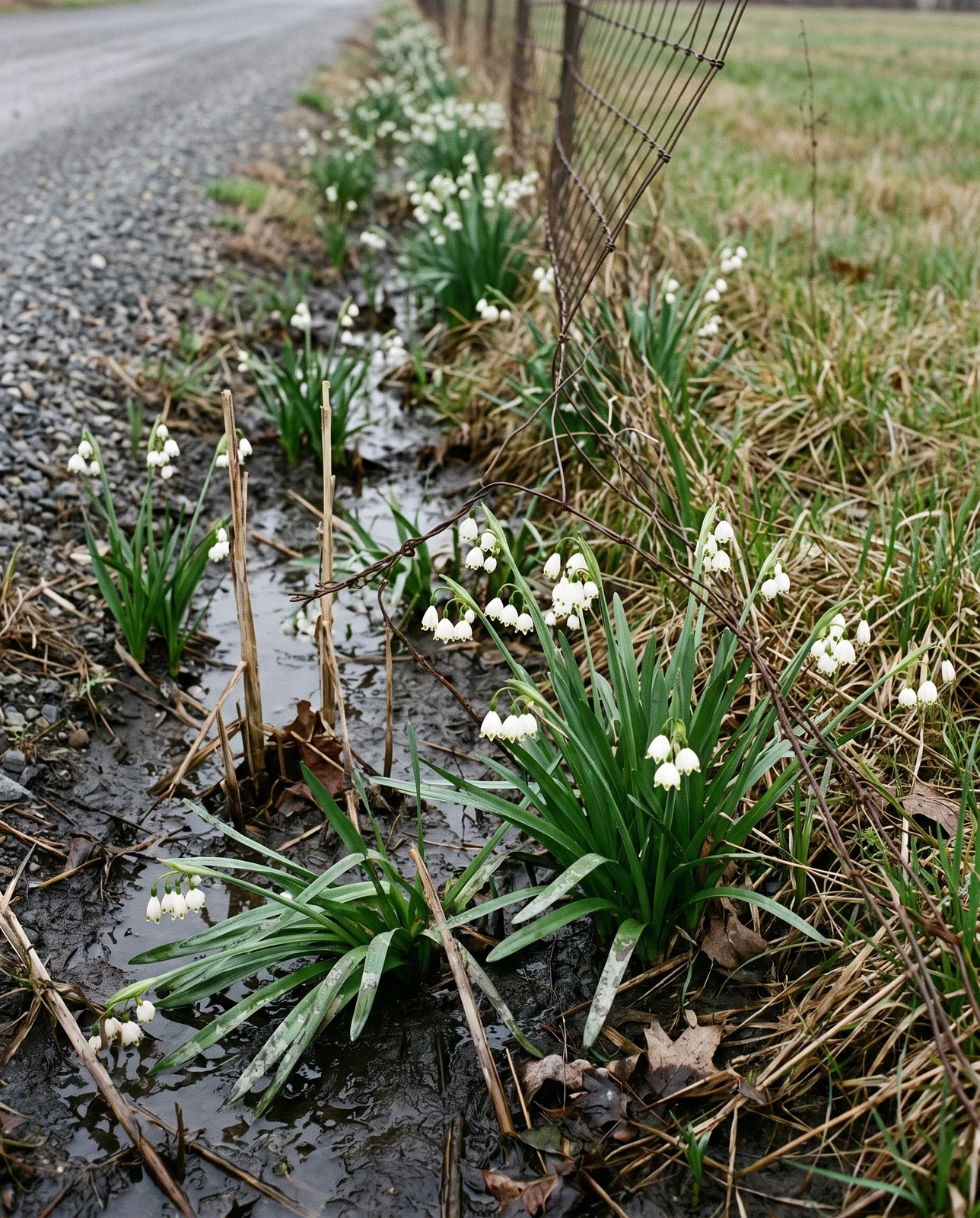 Snowflake growing wild along a wet roadside ditch and under a wire fence, well away from any garden