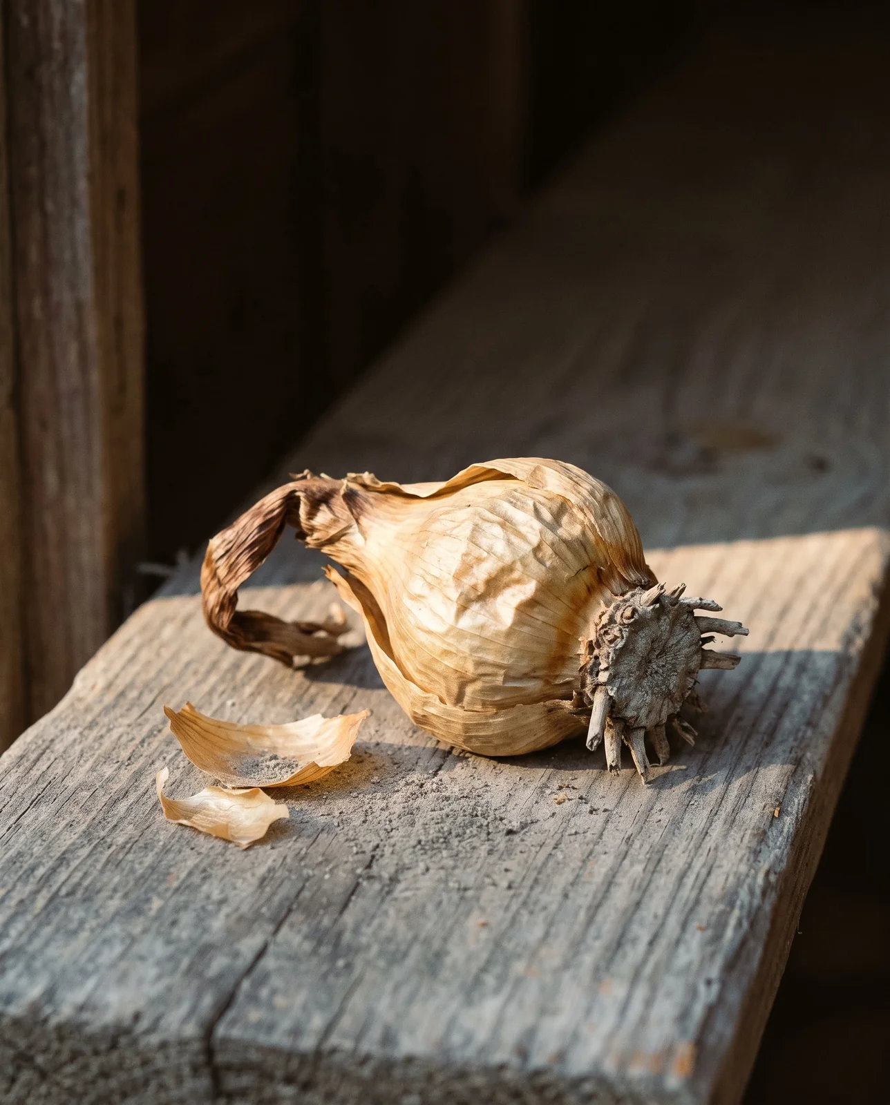 A single shrivelled, dried-out snowflake bulb lying alone on a weathered board in a dim shed doorway