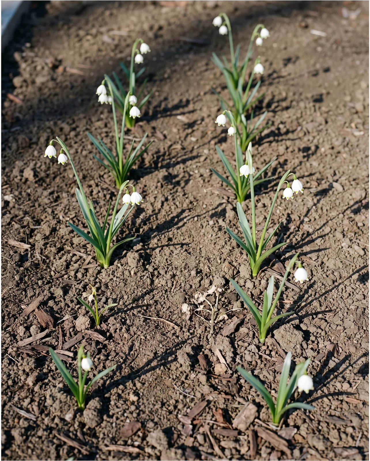 Nine thin single-stemmed snowflake plants in their first spring, still standing in the straight lines they were planted in