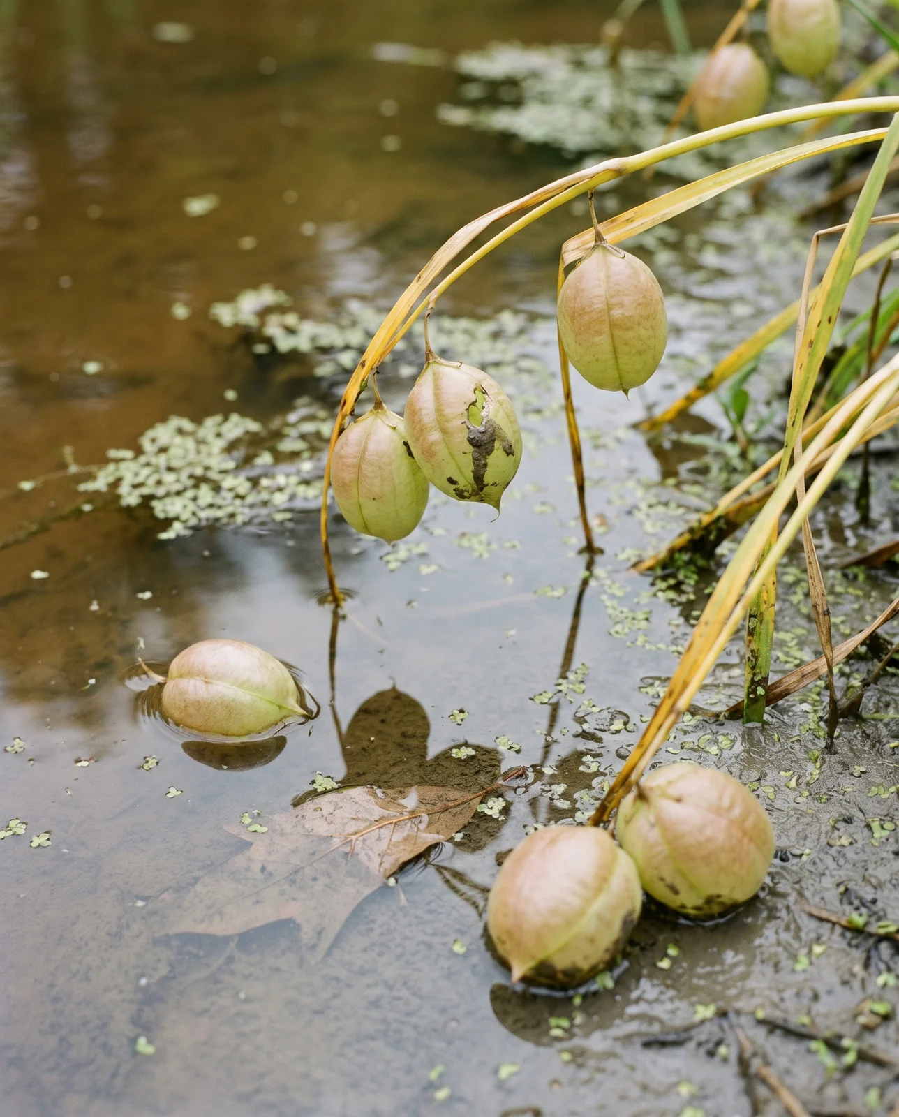 Swollen green snowflake seed pods, one of them floating on shallow ditch water