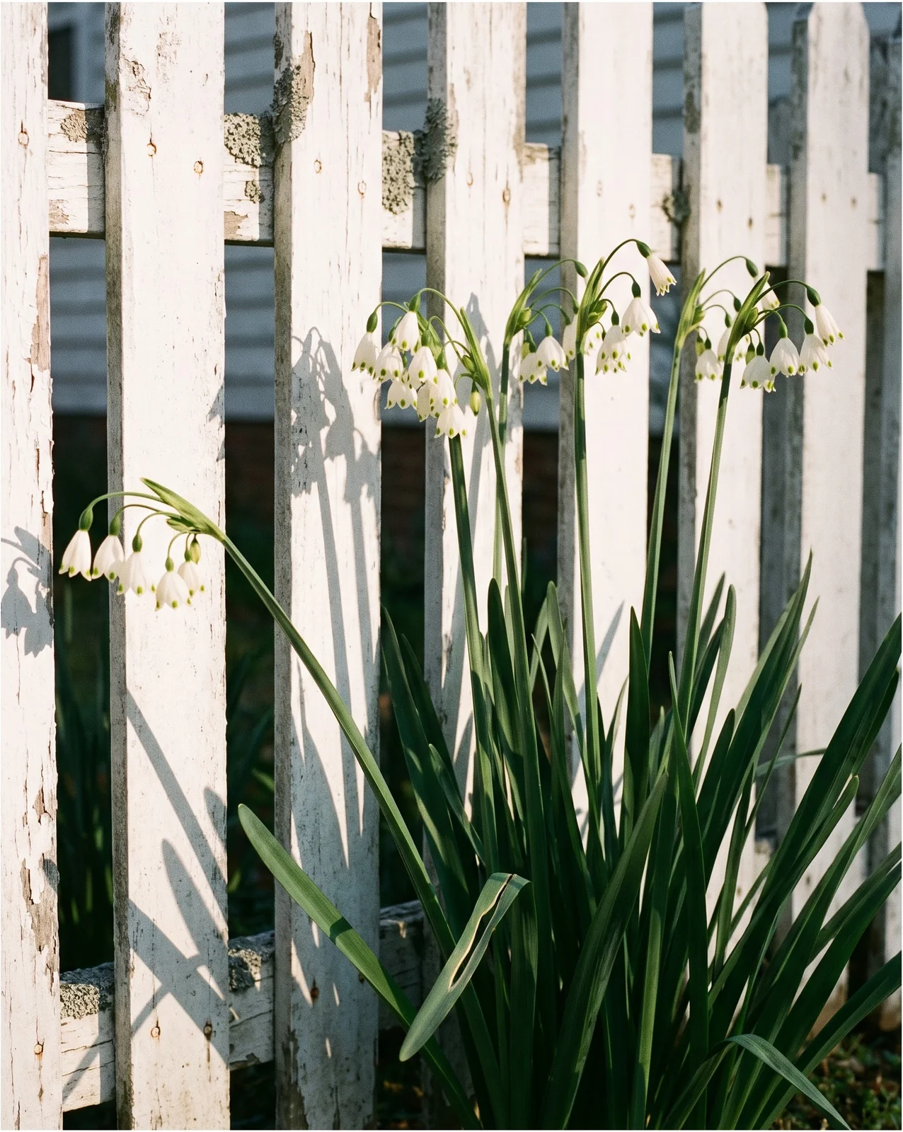 A tall Gravetye Giant snowflake clump measured against plain fence pickets for scale