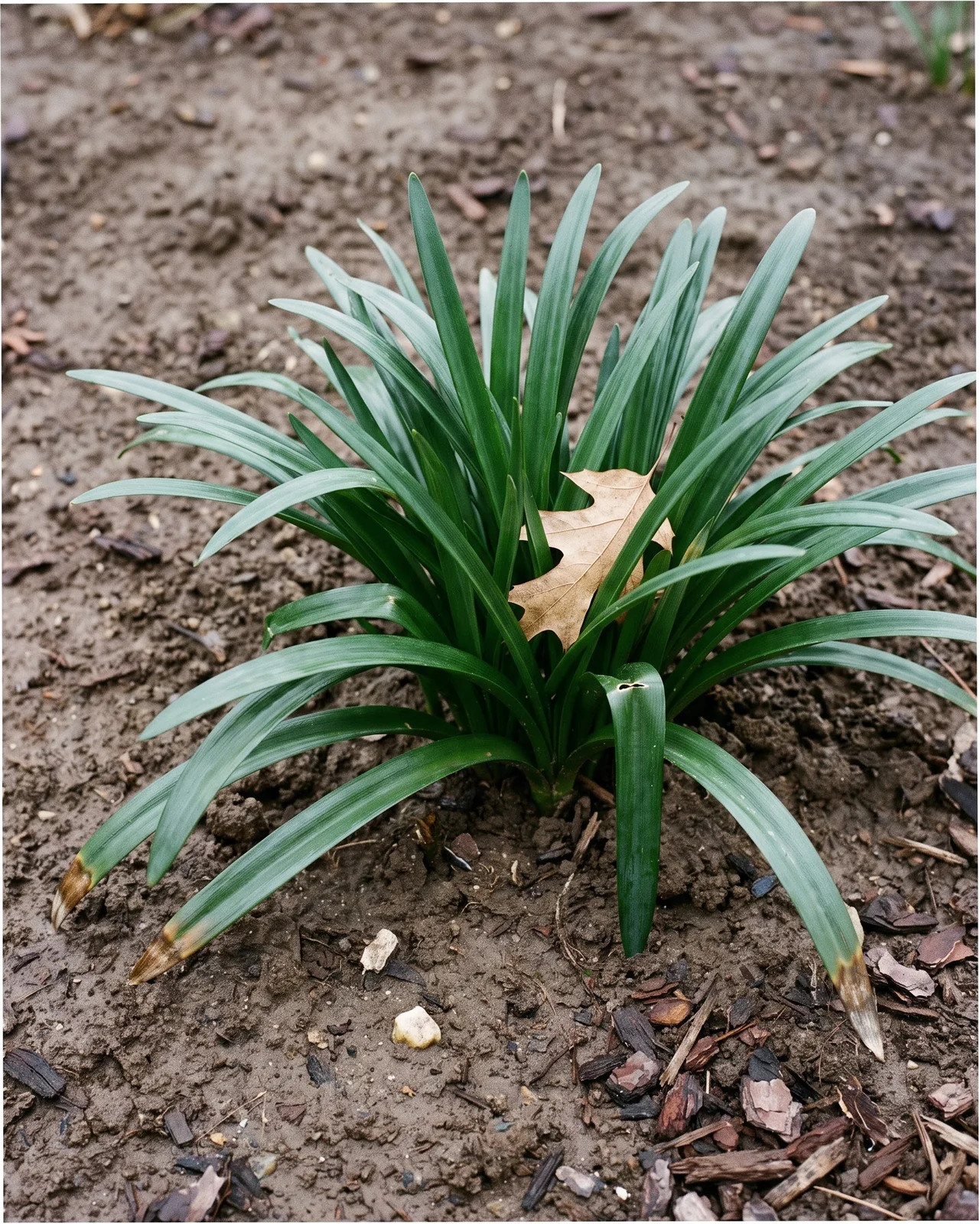 A clump of glossy dark green strap leaves with no flowers yet, growing in a bare winter bed