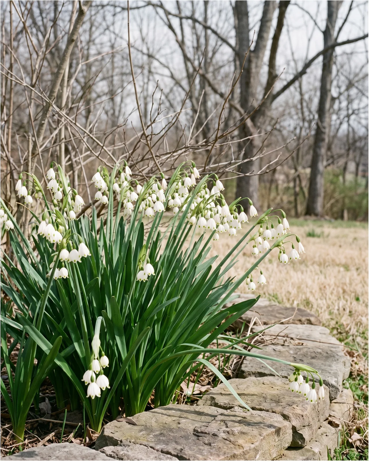 Summer snowflake in full bloom in mid-March with the hardwoods behind it still completely bare