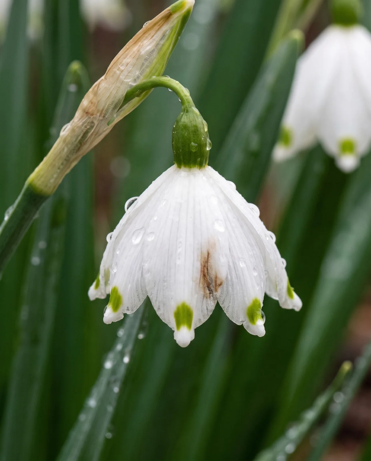 Close side view of a single nodding white snowflake bell showing six segments of equal length with a green tip mark on each