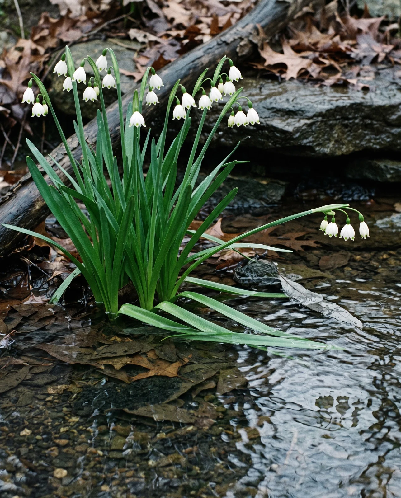 Snowflake flowering right at the wet edge of a spring-fed branch with shallow water lying among the leaves
