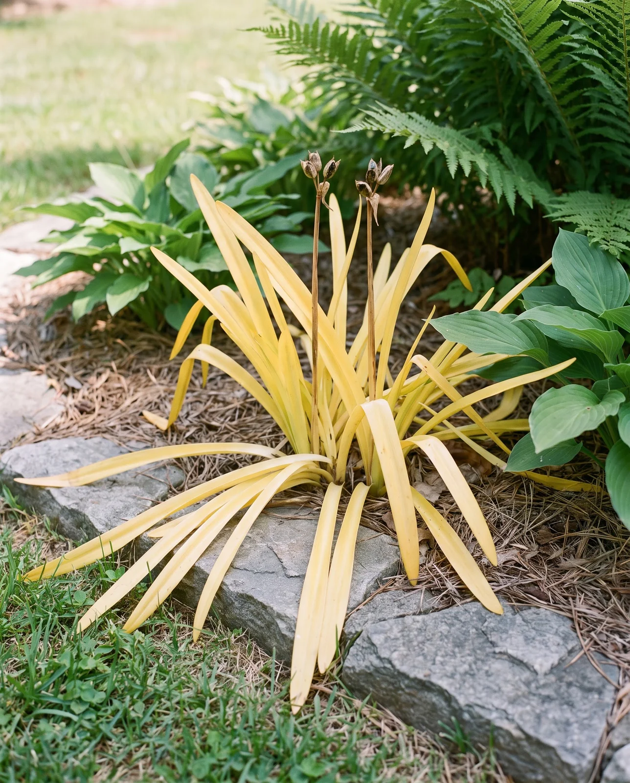 A snowflake clump gone evenly butter yellow after flowering, left standing and flopping over the bed edge