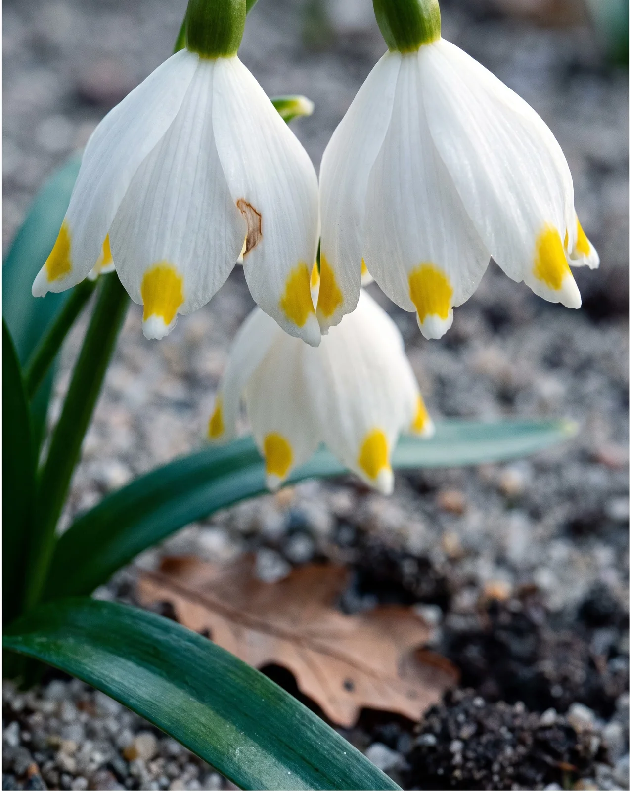A spring snowflake form whose segment tips are marked yellow rather than green, close in on two bells