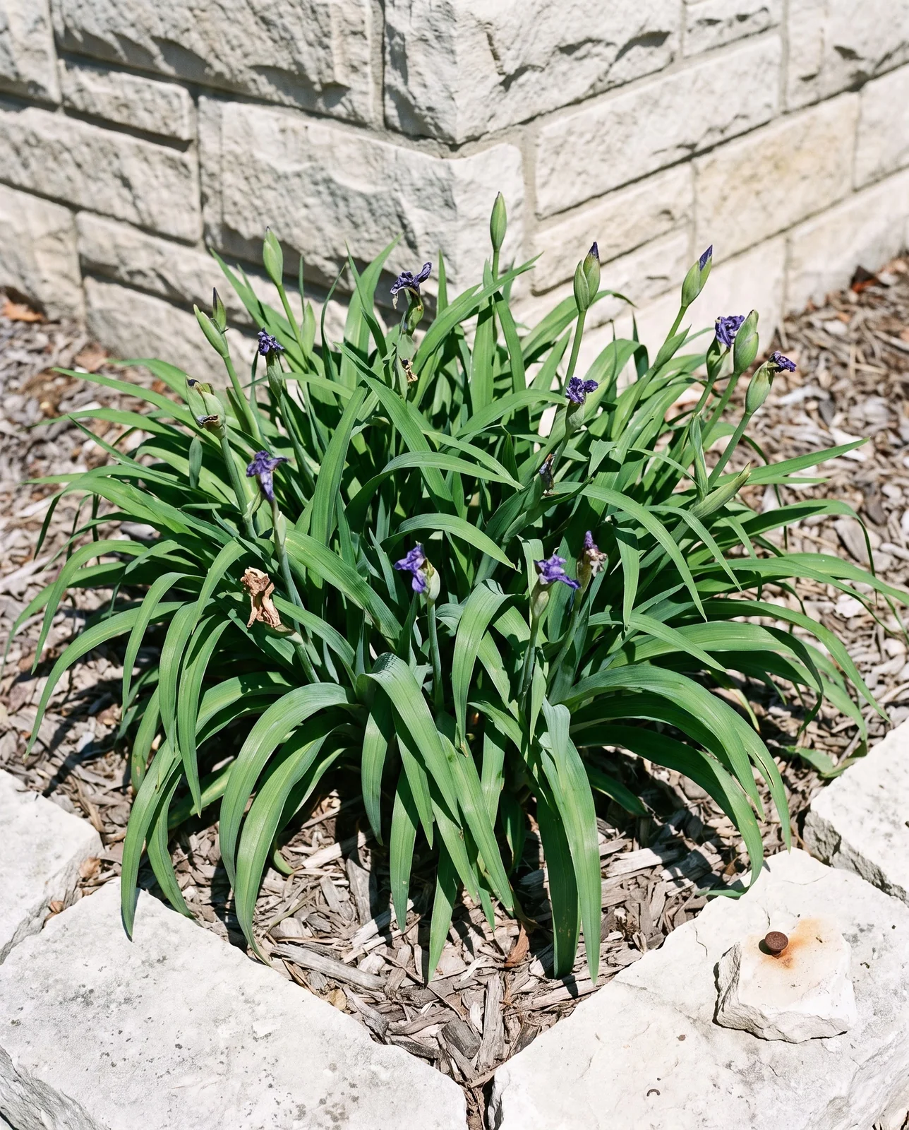 The same square yard of bed the same afternoon, every flower shrivelled to a wet knot and only buds left