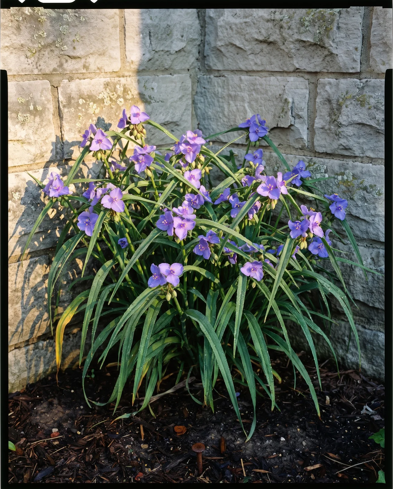 One square yard of a garden bed with dozens of spiderwort flowers wide open at twenty past seven in the morning