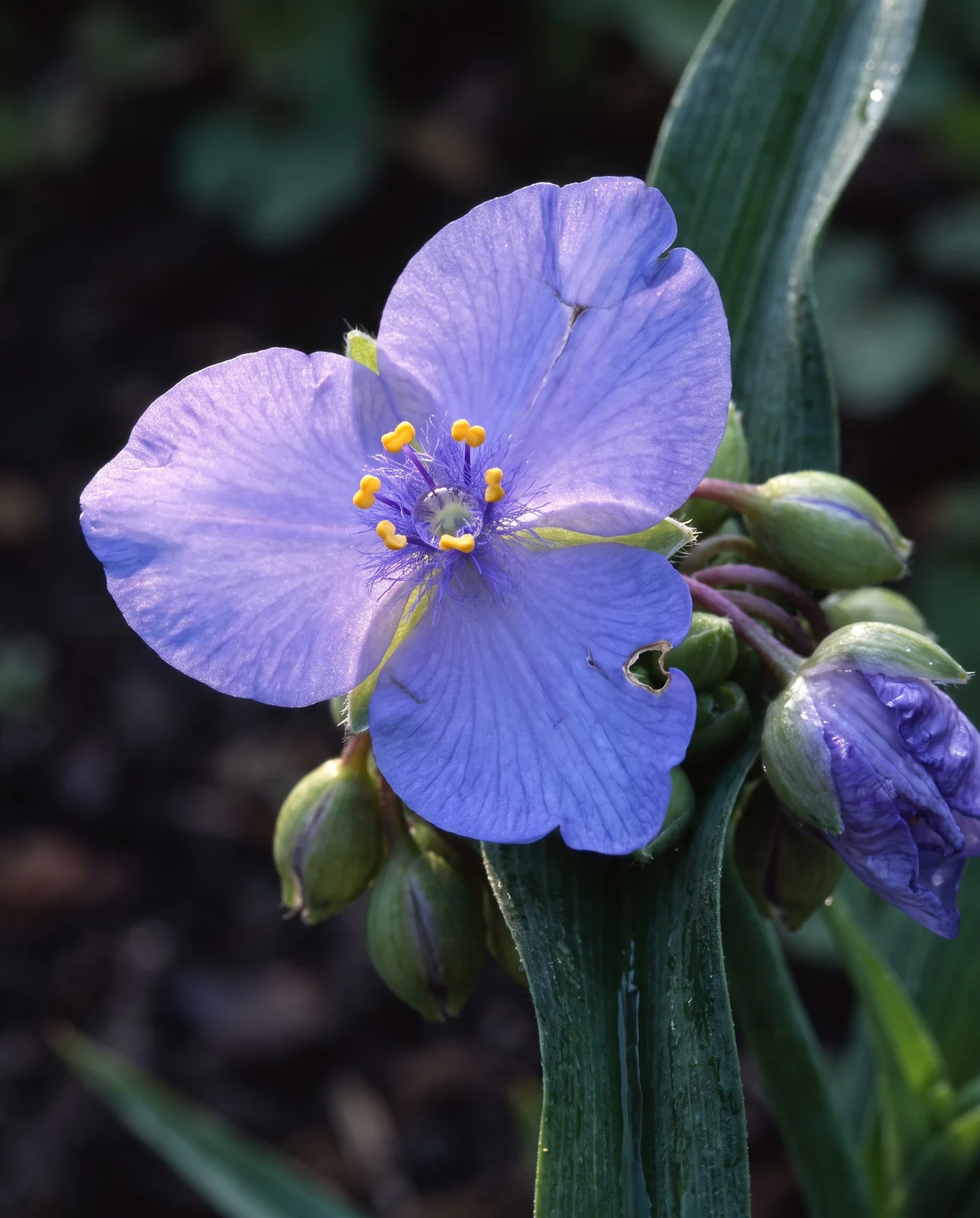 Close view of a single three-petalled blue spiderwort flower with gold anthers and hairy filaments