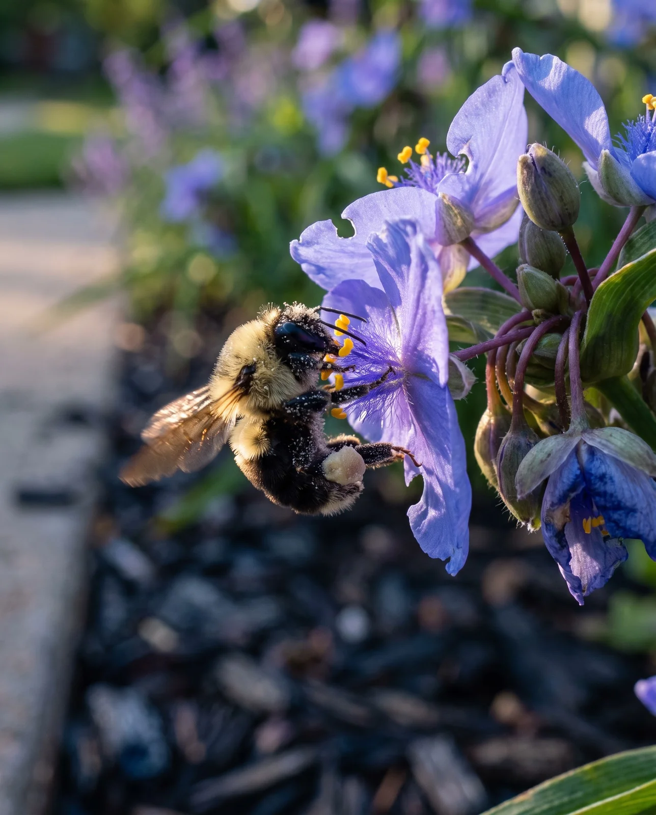 A bumblebee gripping the gold anthers of an open blue spiderwort flower in early morning sun