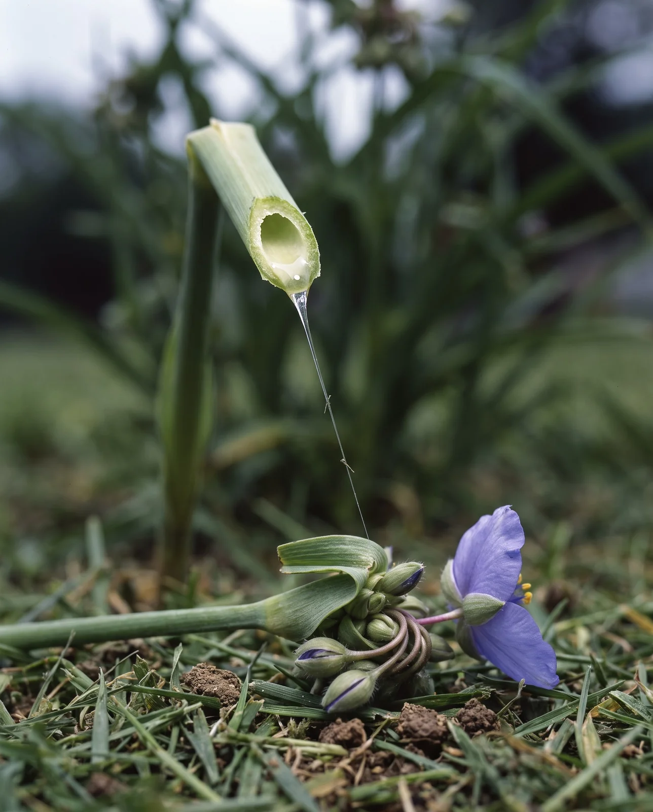 A snapped spiderwort stem with clear sticky sap drawn out into a fine silky thread between the two ends