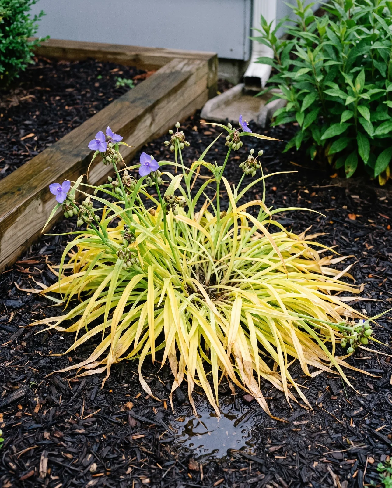 A whole spiderwort clump yellowing from the base in July while three late blue flowers still open on top