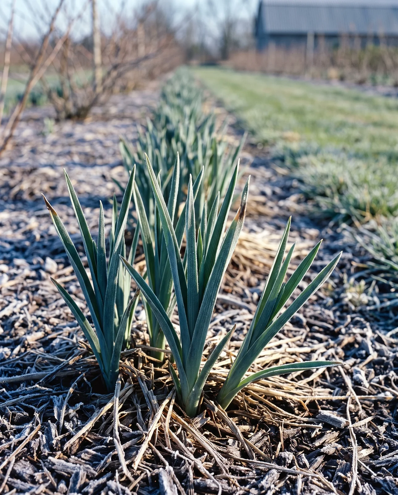 Young spiderwort shoots standing undamaged through rimed mulch at sunrise after a hard May frost