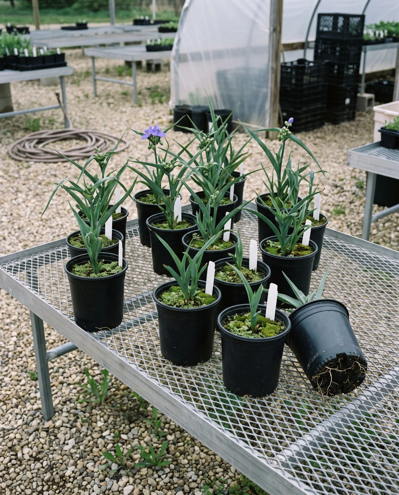 Black quart pots of straight-species spiderwort on a steel bench in a native-plant nursery yard