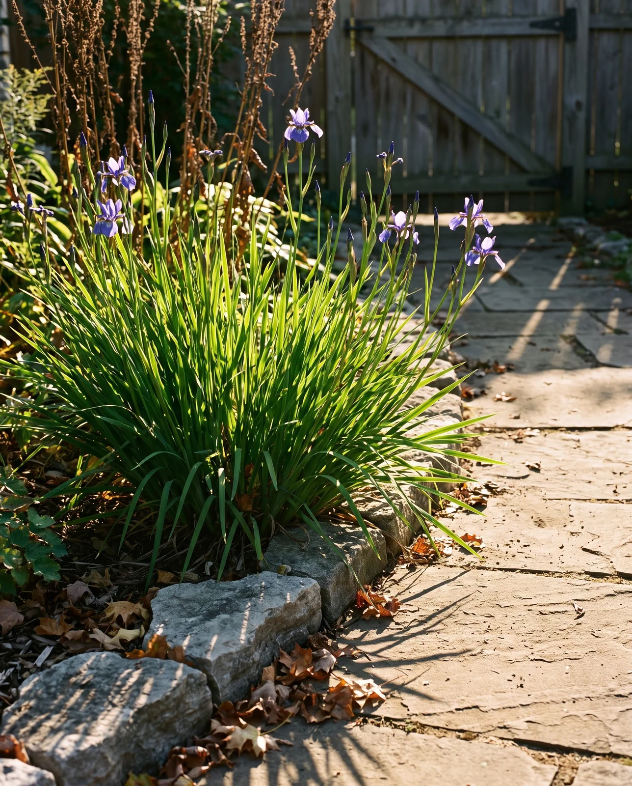 The same bed in September with fresh green regrowth and a thinner second flush of blue flowers