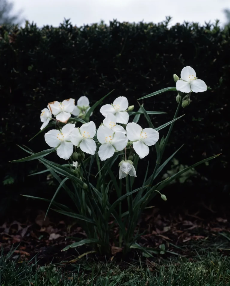 The white-flowered spiderwort 'Innocence' with unusually large blooms against a dark yew hedge