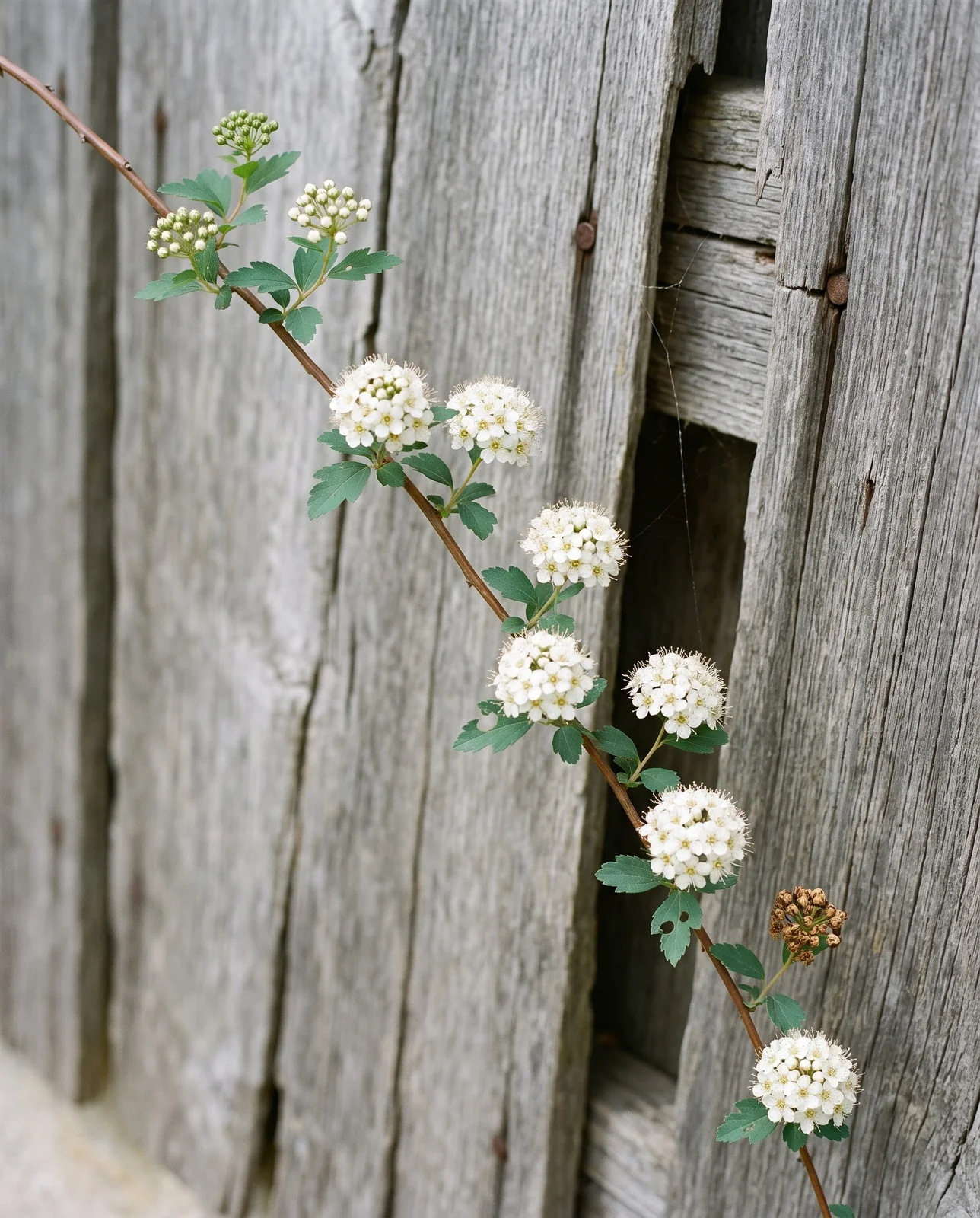 One arching cane of white spring spirea with round flower clusters spaced along it, against grey barn boards