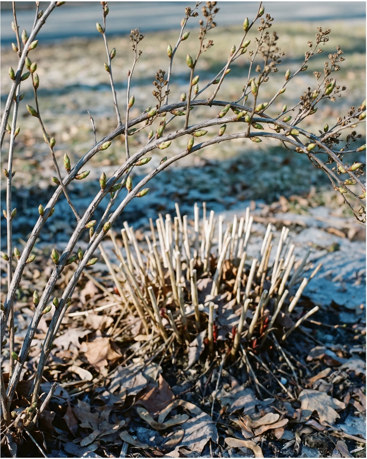 Bare grey spirea canes covered in fat buds in March, with a hard-cut low mound of bare stubs behind them