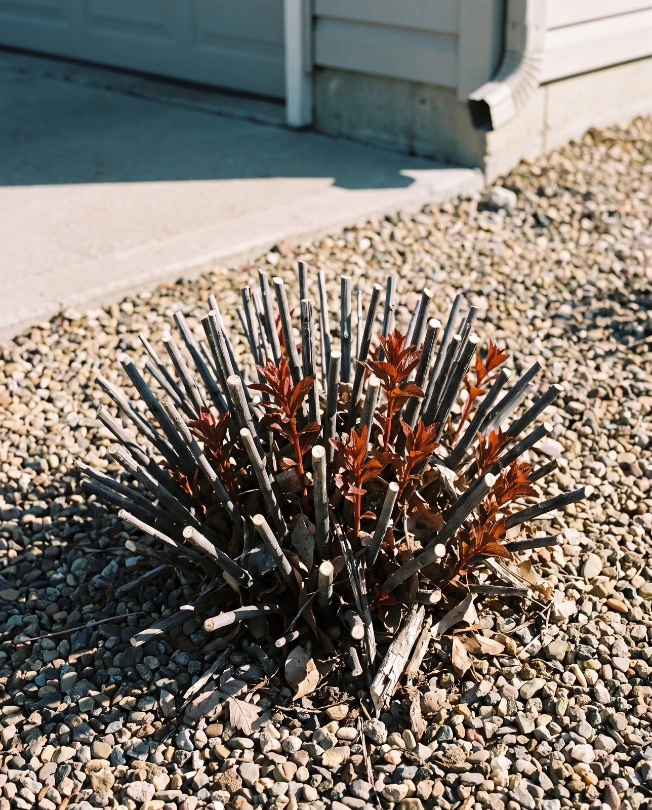 A summer spirea cut back to six inches in early April with red-bronze new shoots pushing from the crown