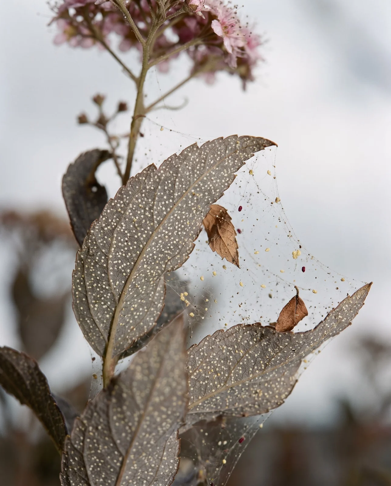 Spirea leaves stippled pale yellow and turning grey-bronze with fine silk webbing between the tips