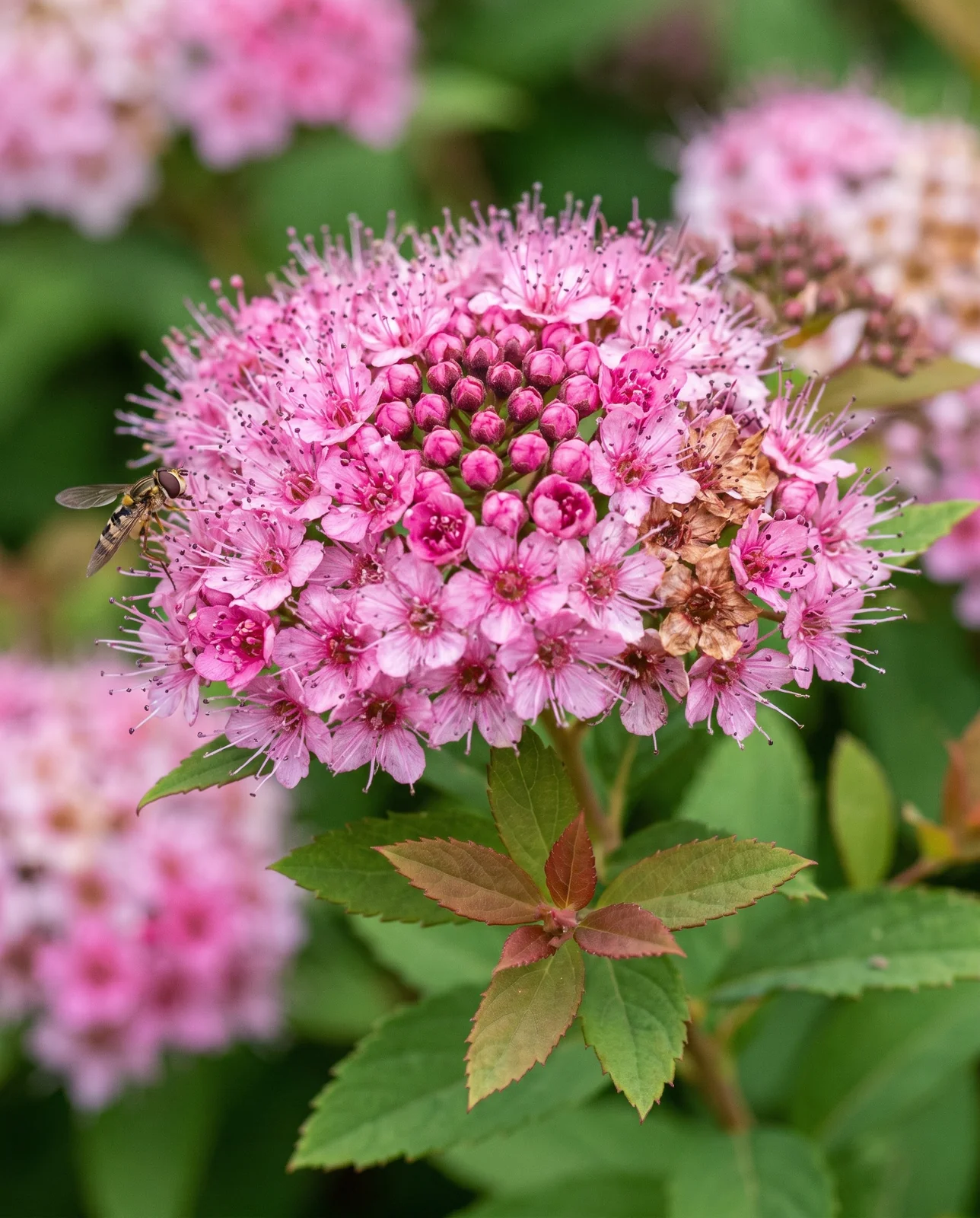 Close view of a flat-topped pink spirea flower head four inches across with russet new leaves under it