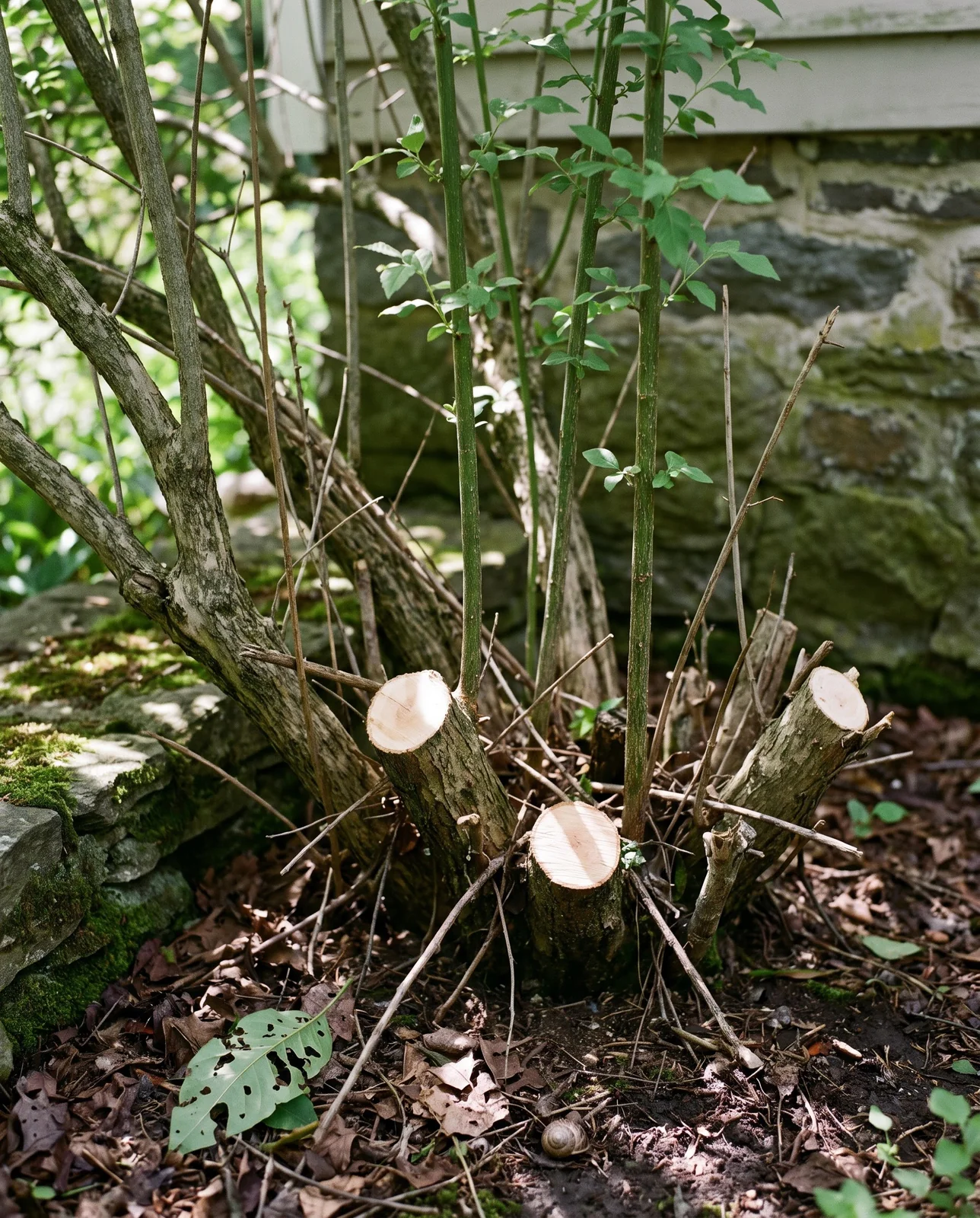 The base of an old spirea clump with three trunks cut to the ground and new whips rising from the middle