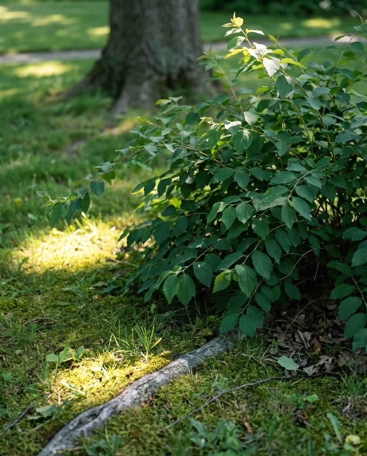 A leggy all-green spirea with no flowers at all, drawn sideways under a large maple in June