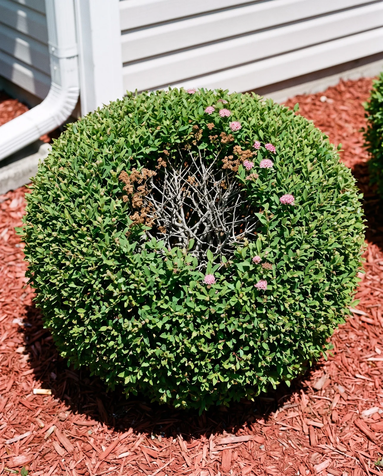 A spirea sheared into a tight green ball with knuckled stubs and a dead twiggy interior showing through