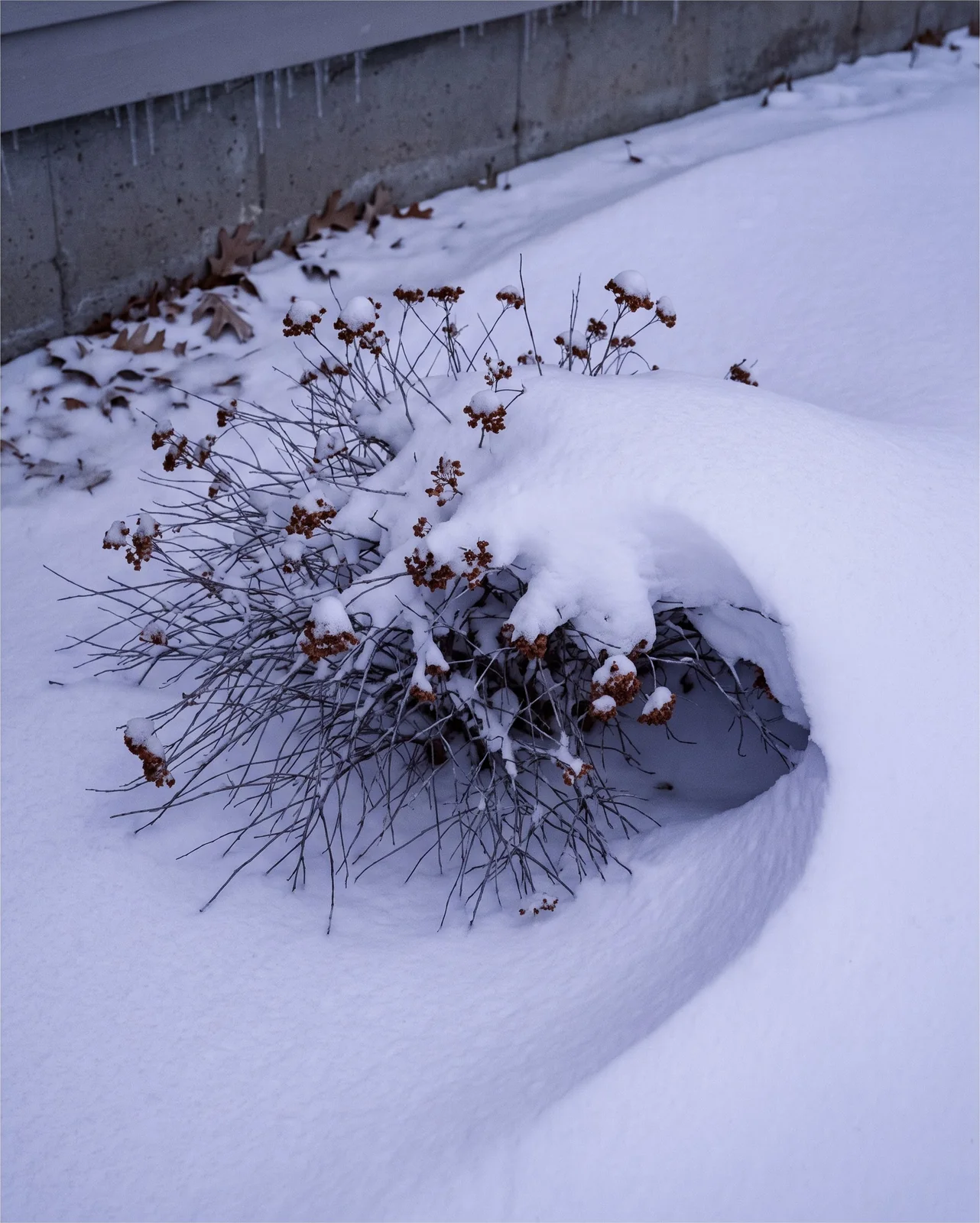 A bare twiggy spirea buried to its top in a wind-carved snow drift with rust-brown dried flower heads