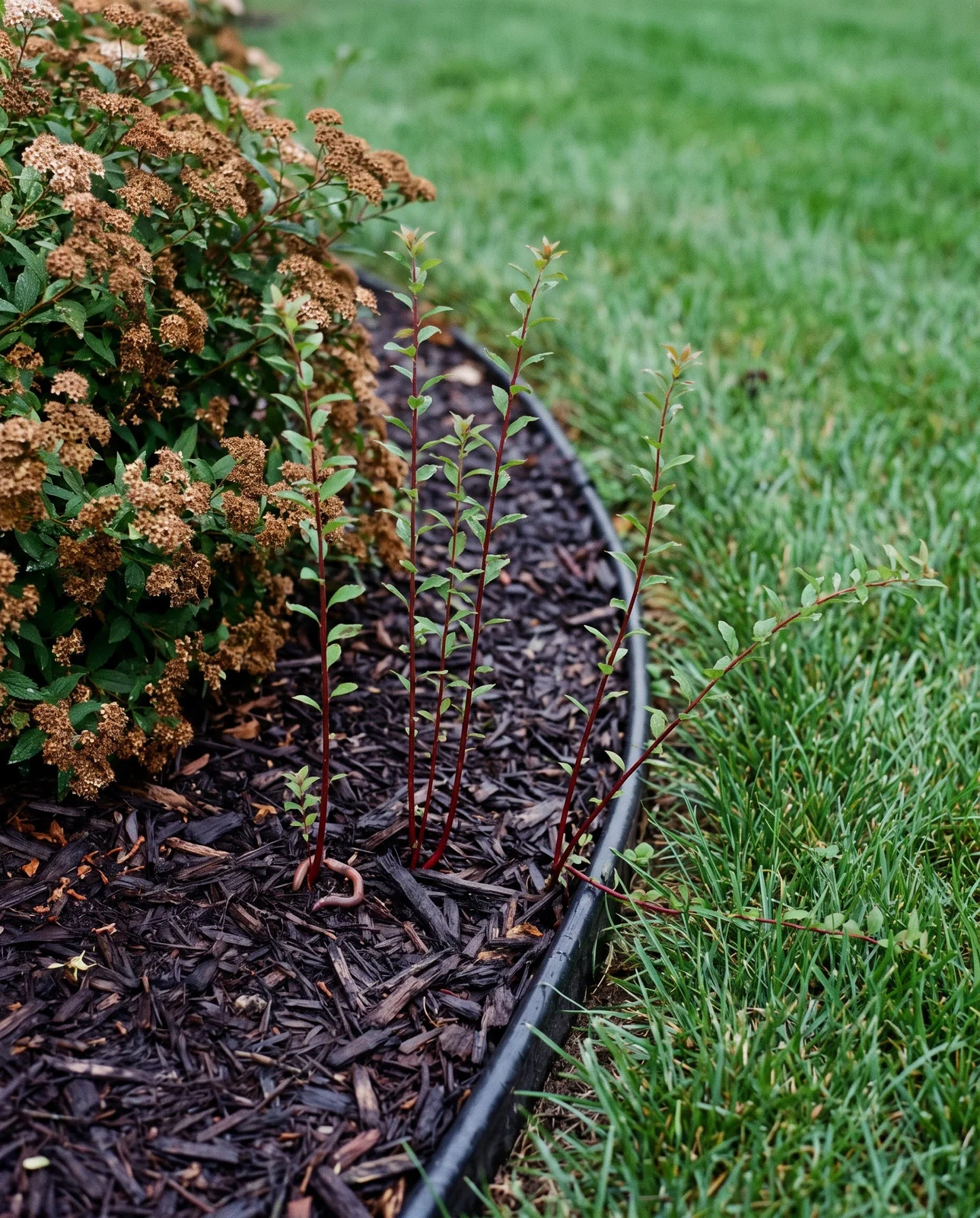 Thin wine-red suckers pushing up through wet bark mulch a foot away from the parent spirea crown