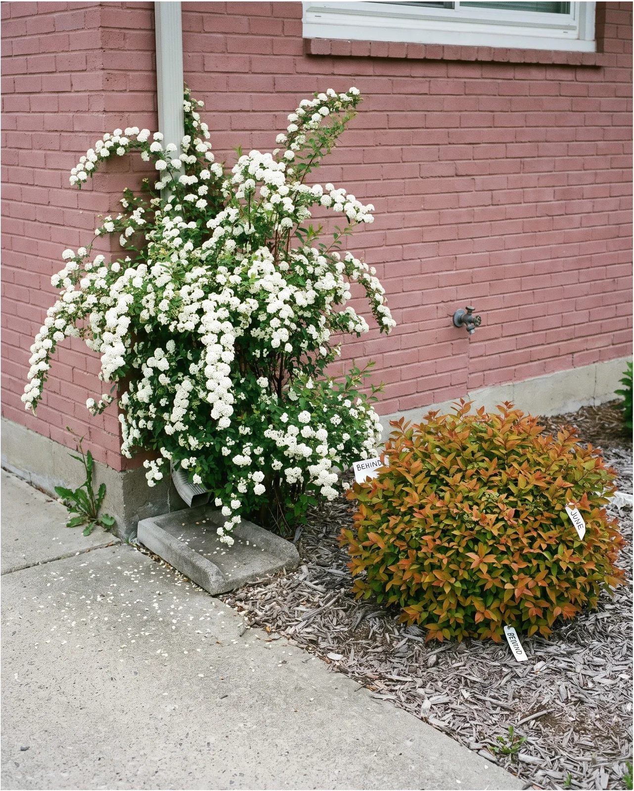 A tall white-flowered spirea and a low leafy mound with no flowers yet, sharing one foundation bed in late May