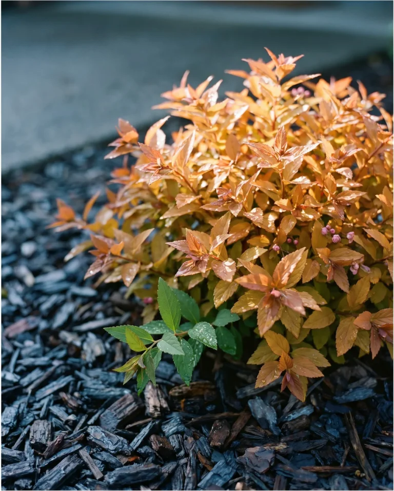 Orange-gold new shoot tips of Goldflame spirea over dark wet mulch after a spring shower