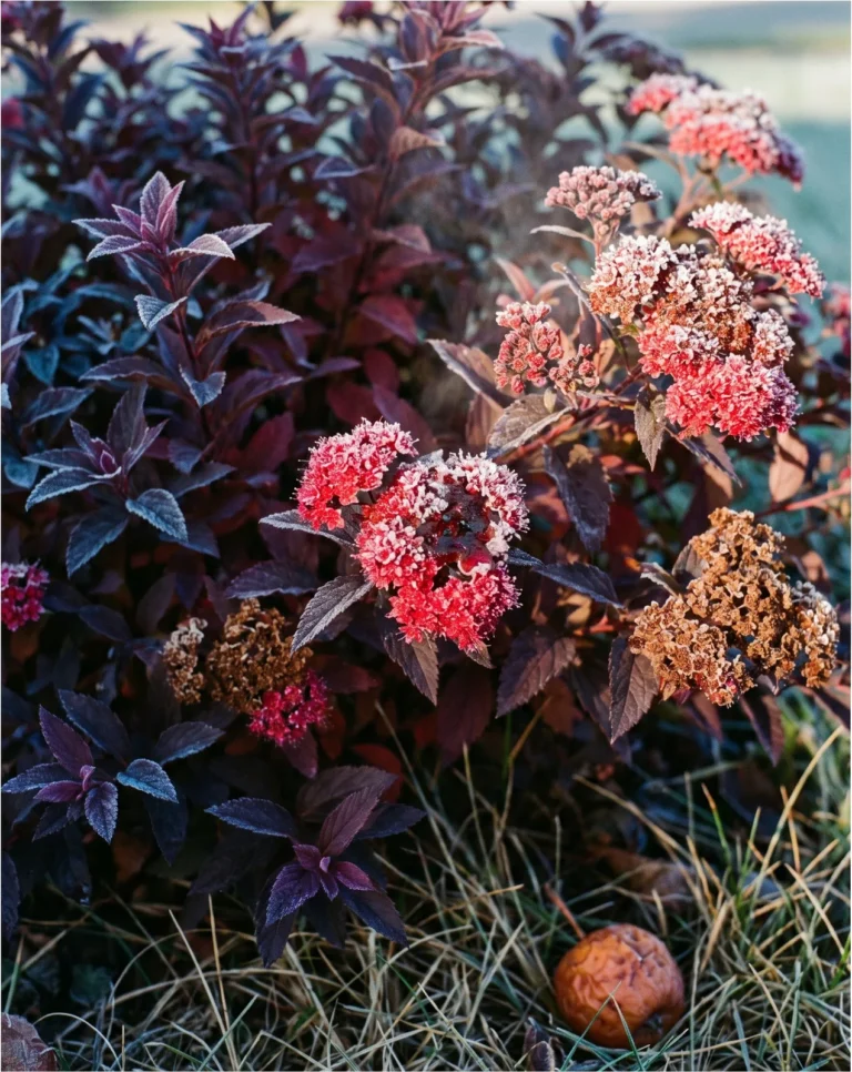 Burgundy autumn foliage and a last flush of hard red flower heads on Neon Flash spirea with frost on the edges