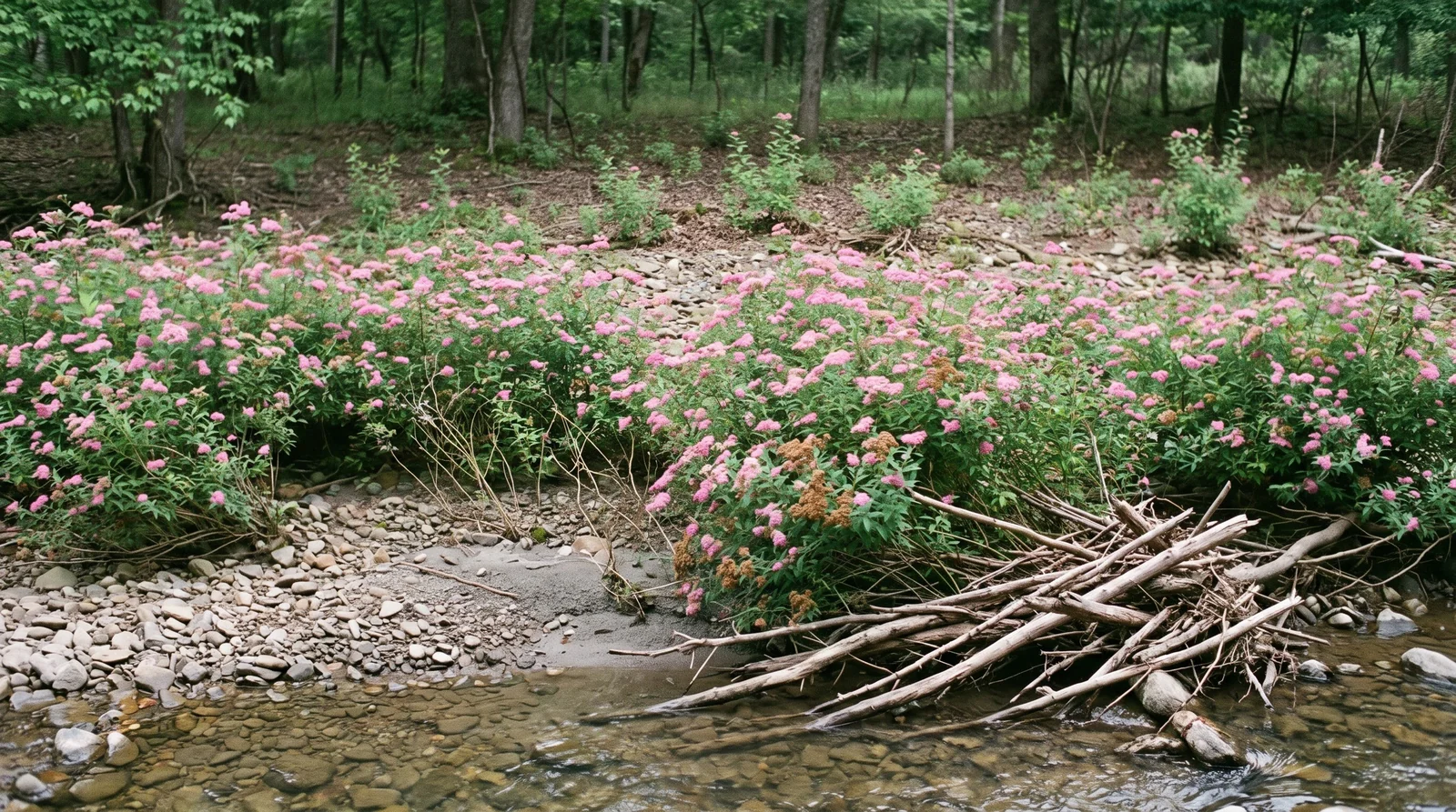 A dense unplanted thicket of pink-flowered Japanese spirea along a creek gravel bar and wooded bank