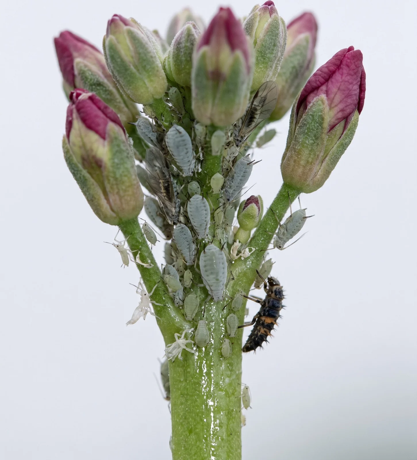 Macro of a dense grey-green aphid colony packed along a stock stem just below the flower buds