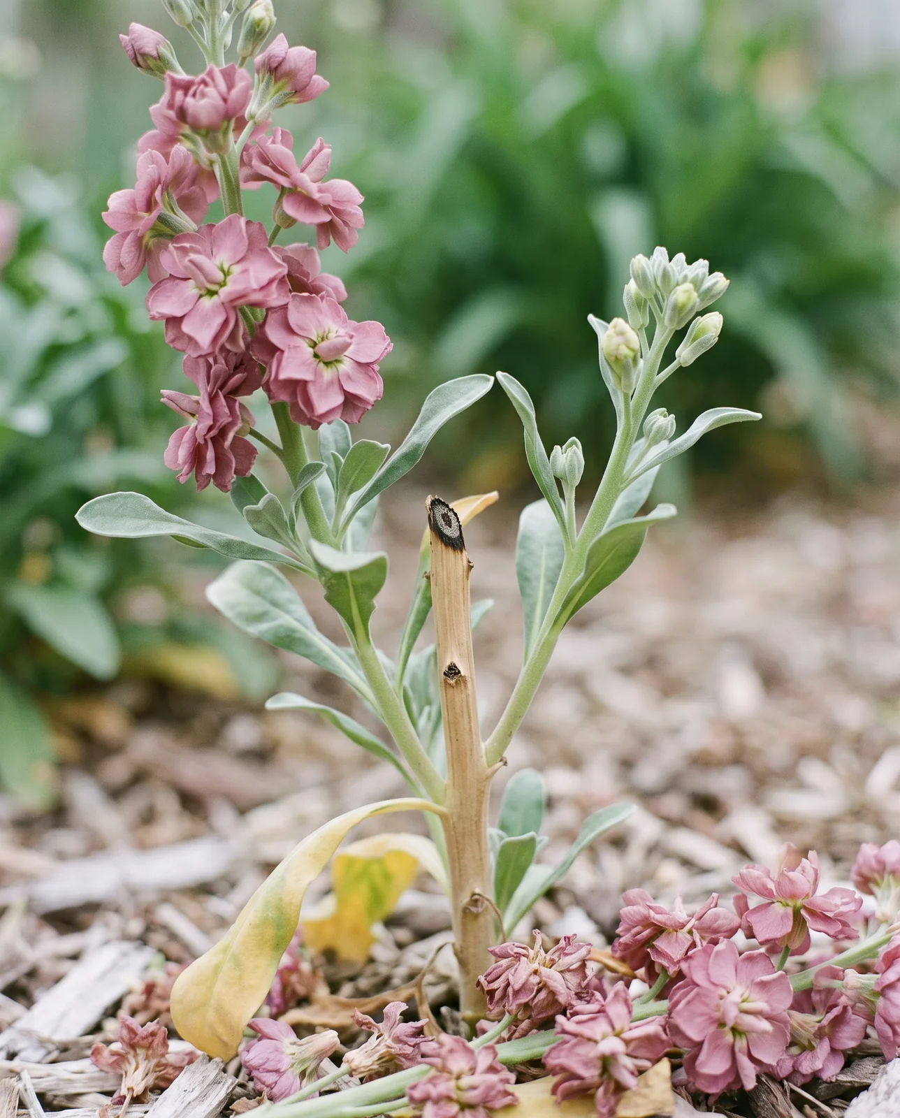 A branching stock plant with one spent spike cut away and two younger side spikes rising beside the stub